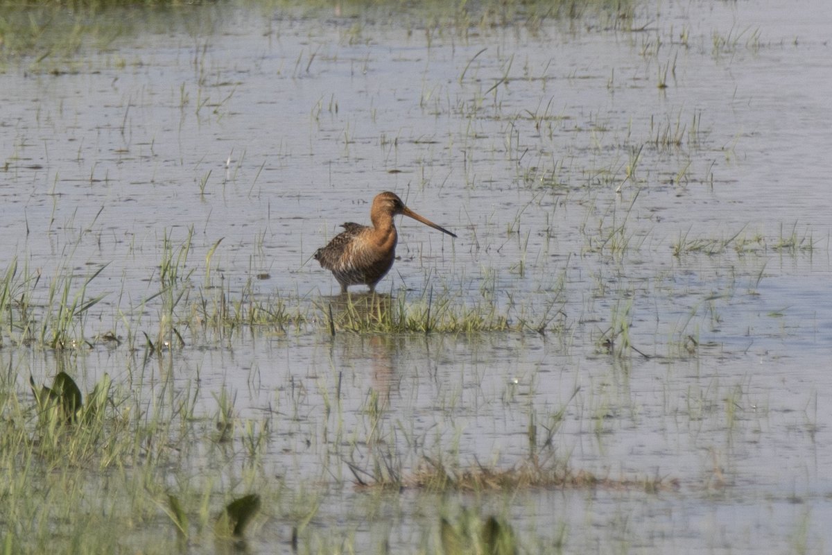 Het is vol op weidevogelseizoen! Waarom zijn grutto's, tureluurs en slobeenden in de graslanden? Boeren creëren samen een kruidenrijk mozaïek voor deze vogels. Kijk naar René Stalenhoef van Collectief Eemland die het heeft over plasdrassen en hun impact! youtu.be/Yxr-qN0fBwM?si…