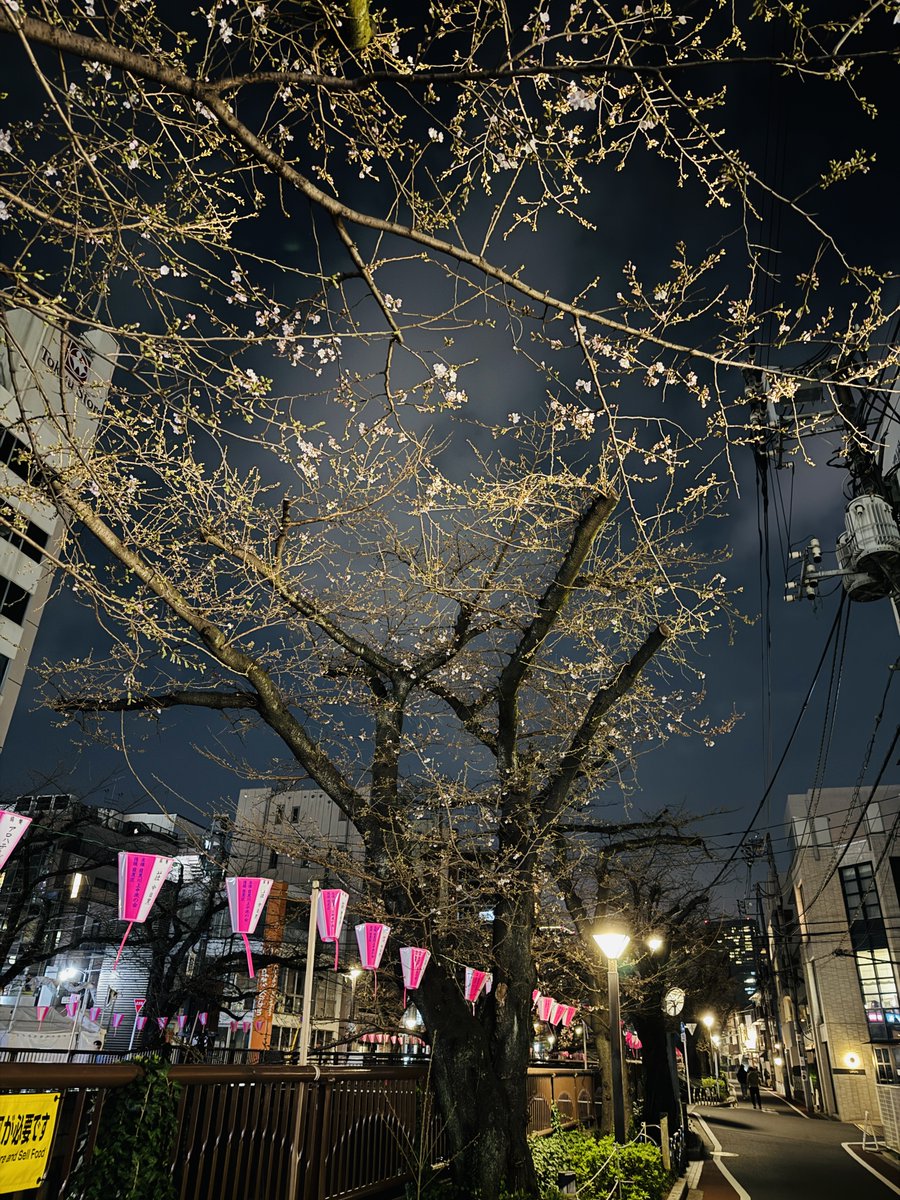 furusatosite's tweet photo. 3月24日時点の中目黒の桜。
目黒川の桜は3月29,30日くらいが良さそうですね！
#中目黒さくら祭り 
#中目黒 
#目黒川桜まつり 
#目黒川さくら https://t.co/WODiJ9l0Qq