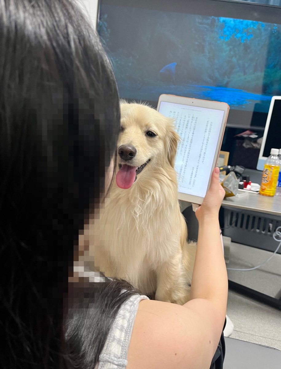 monaka_0507's tweet image. 本を読みたいママ vs 絶対に注目してほしいタイプの犬