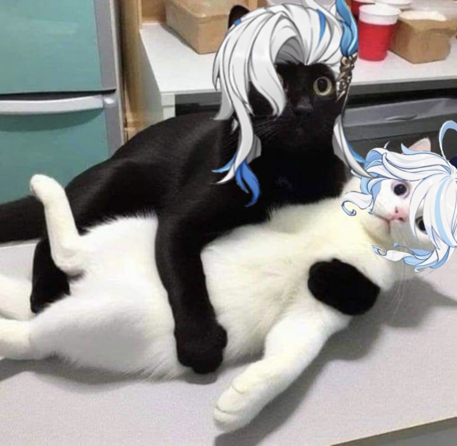 summer0022277's tweet photo. Neuvifuri cats 😆 https://t.co/DsojWurwXU