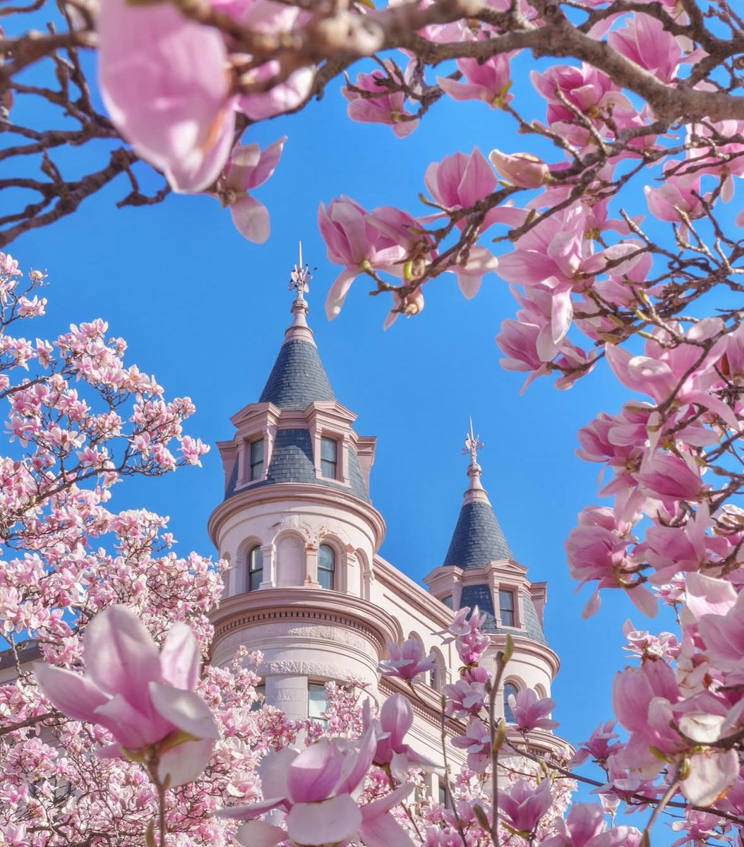 Washingtonian 🌸 tweet media