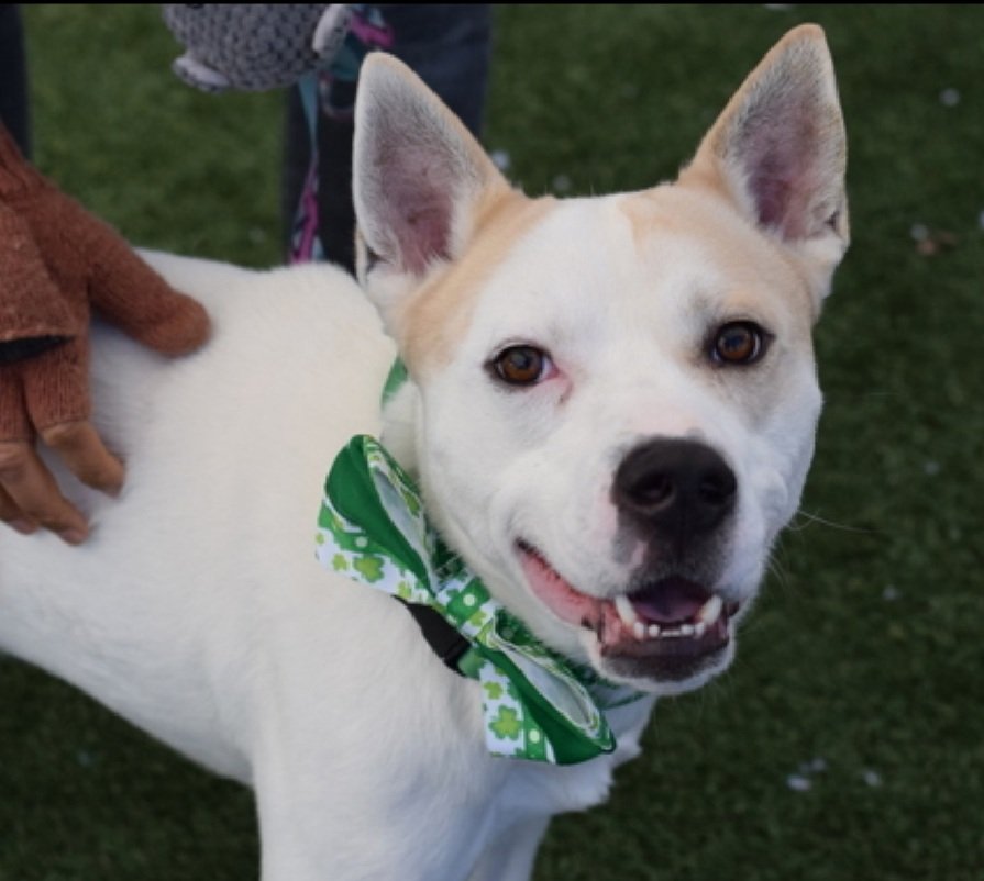 Zorro 219473
Relisted TBK 3/25
#NYCACC 
He is a cute 2 yr old
Social w/staff, but struggling in care
Running out of chances 
ok for kids 13+
Social w/familiar dogs 
Please help save Zorro!
nycacc.app/browse/219473
#Pledge4Rescue #foster #adopt