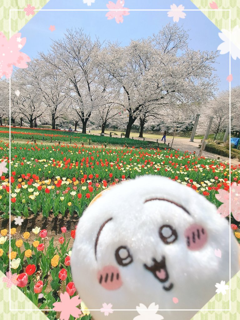 先週に比べたら
チューリップいっぱい咲いてて🌷
桜🌸も満開でコラボも見頃に
なってました～🫶
綺麗だた～🫶🐰🐰🐰

#ちい活
#桜
#チューリップ🌷
#ぬいどり初心者
#パティオ
#大好きな景色🌸🌷
#今年も見れて嬉しい