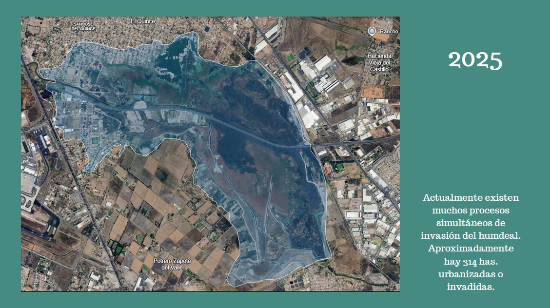 Hoy podemos contabilizar más de 314 has. invadidas por zonas habitacionales "formales" e informales, zonas industriales, lotes, servicios, etc. sin que las autoridades atiendan contundentemente las 5 instancias en donde hemos presentado las denuncias correnspondientes