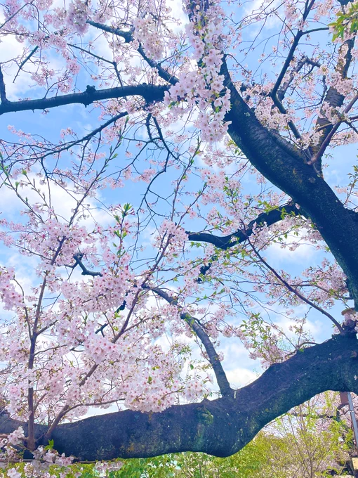 川沿いをお花見ウォーキング 満開
