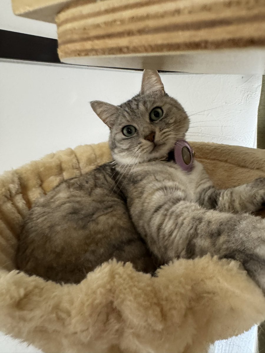 今日のらむちゃん