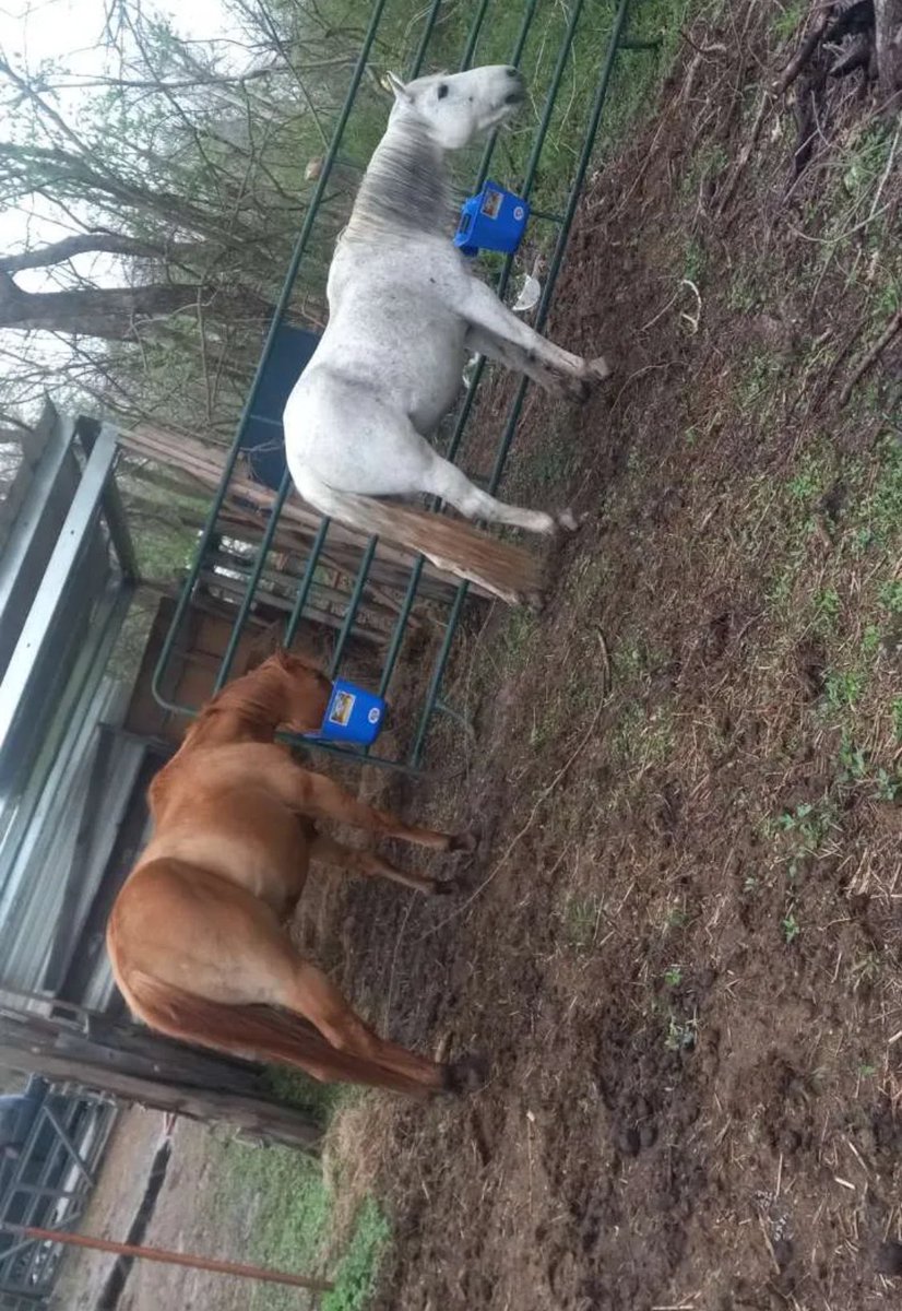 It been a while spending time with the horses I can spend time with you tho if you lnterested  😌💗🏳️‍⚧️
