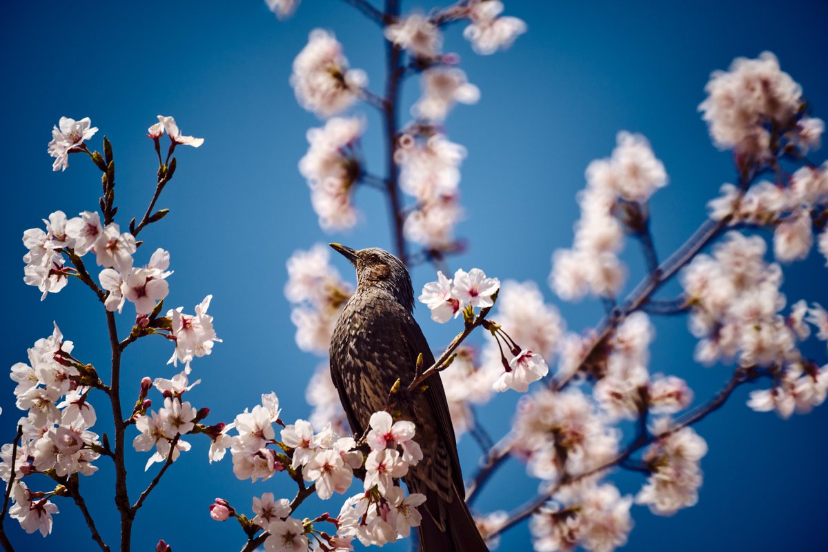 dgramagra666's tweet image. 花鳥風景 カラー
#キリトリセカイ #写真の奏でる私の世界 #ファインダー越しの私の世界 #カメラのある生活 #写真のある生活 #写真好きな人と繋がりたい #写真撮ってる人と繋がりたい #photography #SonyAlpha