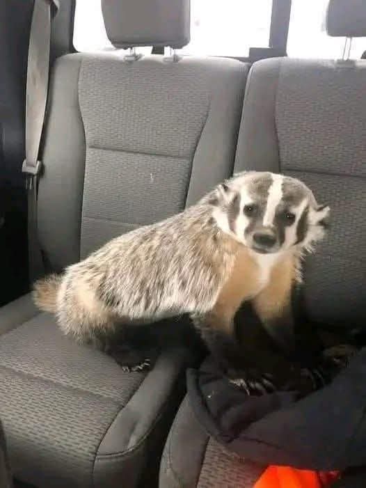 joel_marical's tweet photo. @OKWildlifeDept  does this Blue Heeler mix seem like a good playmate for my Great Pyrenees? https://t.co/e5evLaM9eM