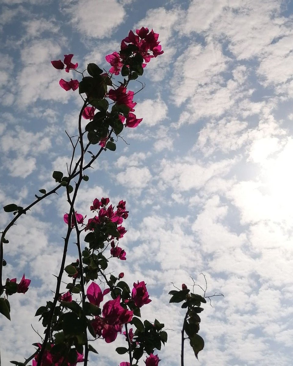 بين ثنايا أنفاس الصّباح أماني جميلة ،وقلوب راضية  تَنبُض بـ الأمل ،وڪل ما نملڪه تَراتيل دعاء، ربي فَوَّضنا أمورنا ڪلها إليڪ، ،فيارب يَسِّر لنا كل خير ،
واصرِفْ عنا كل شر " 

 #صباح_الخير_والسعاده_للجميع