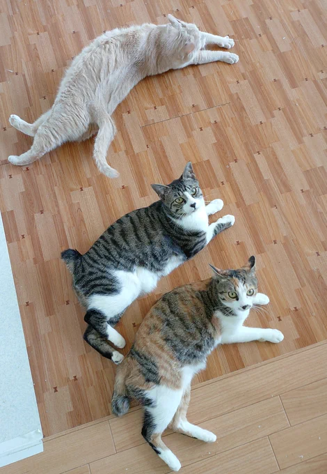 3匹揃って同じ格好やーん可愛いー撮ろーってシャッター押す瞬間の猫あるある 