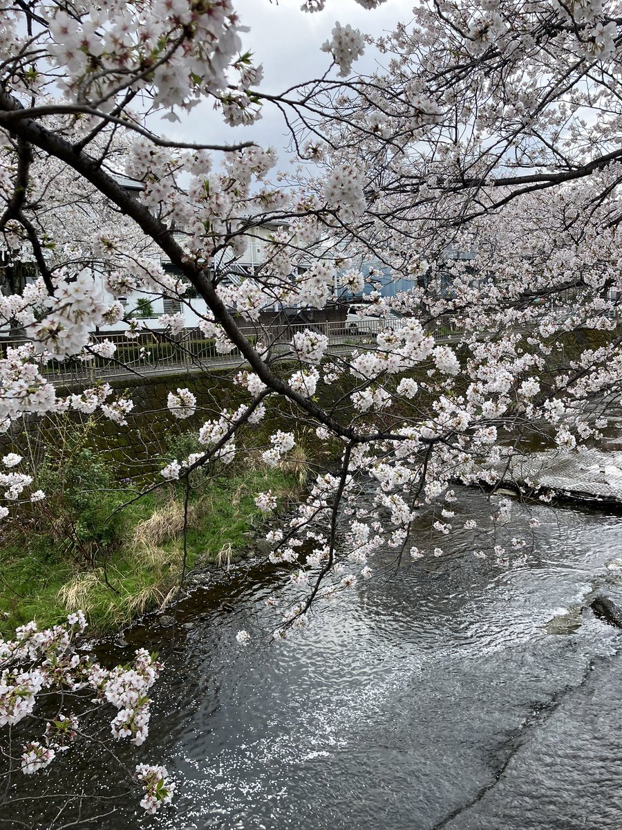 mjs_hachioji's tweet image. 今週もお疲れ様です😌
株式会社ミロク情報サービス八王子支社です!
先日、先生に教えていただいた満開の桜並木を見てきました🌸
(ありがとうございます😌✨)
カモ達も気持ちよさそうに泳いでいました〜🦆
#ミロク情報サービス #MJS #MJS八王子支社 #企業公式 #企業公式つぶやき部