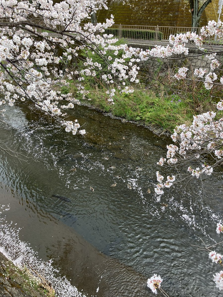 mjs_hachioji's tweet image. 今週もお疲れ様です😌
株式会社ミロク情報サービス八王子支社です!
先日、先生に教えていただいた満開の桜並木を見てきました🌸
(ありがとうございます😌✨)
カモ達も気持ちよさそうに泳いでいました〜🦆
#ミロク情報サービス #MJS #MJS八王子支社 #企業公式 #企業公式つぶやき部