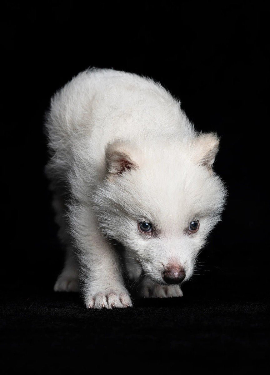 moornning's tweet photo. e uma empresa de engenharia genética conseguiu trazer da extinção lobos gigantes igual os lobos da casa Stark e o mais irônico que um desses lobos ganhou o nome de khaleesi em homenagem a daenerys. A mãe dos dragões é lembrada até pela ciência ela foi mesmo a maior da série https://t.co/kQqsiYEzwv