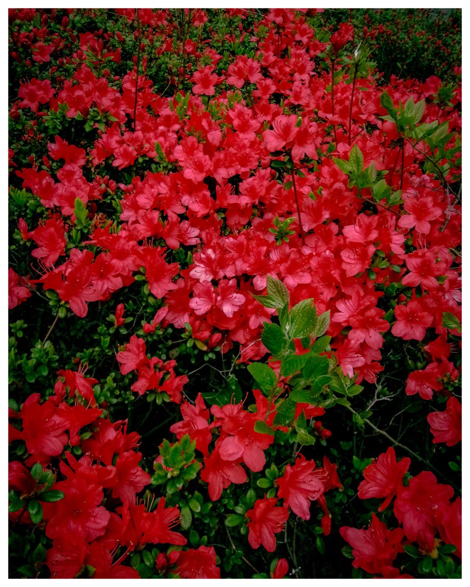 cameralenstalk's tweet photo. 鮮やかな赤が心を染める、ツツジの海に包まれた静かな春の午後。

Kodak pixpro fz45

#PhotographyLovers
#PhotoOfTheDay
#InstaPhotography
#NaturePhotography
#StreetPhotography
#ExploreWithCamera
#kodakpixprofz45 
#kodak https://t.co/VfAGzdeBkP
