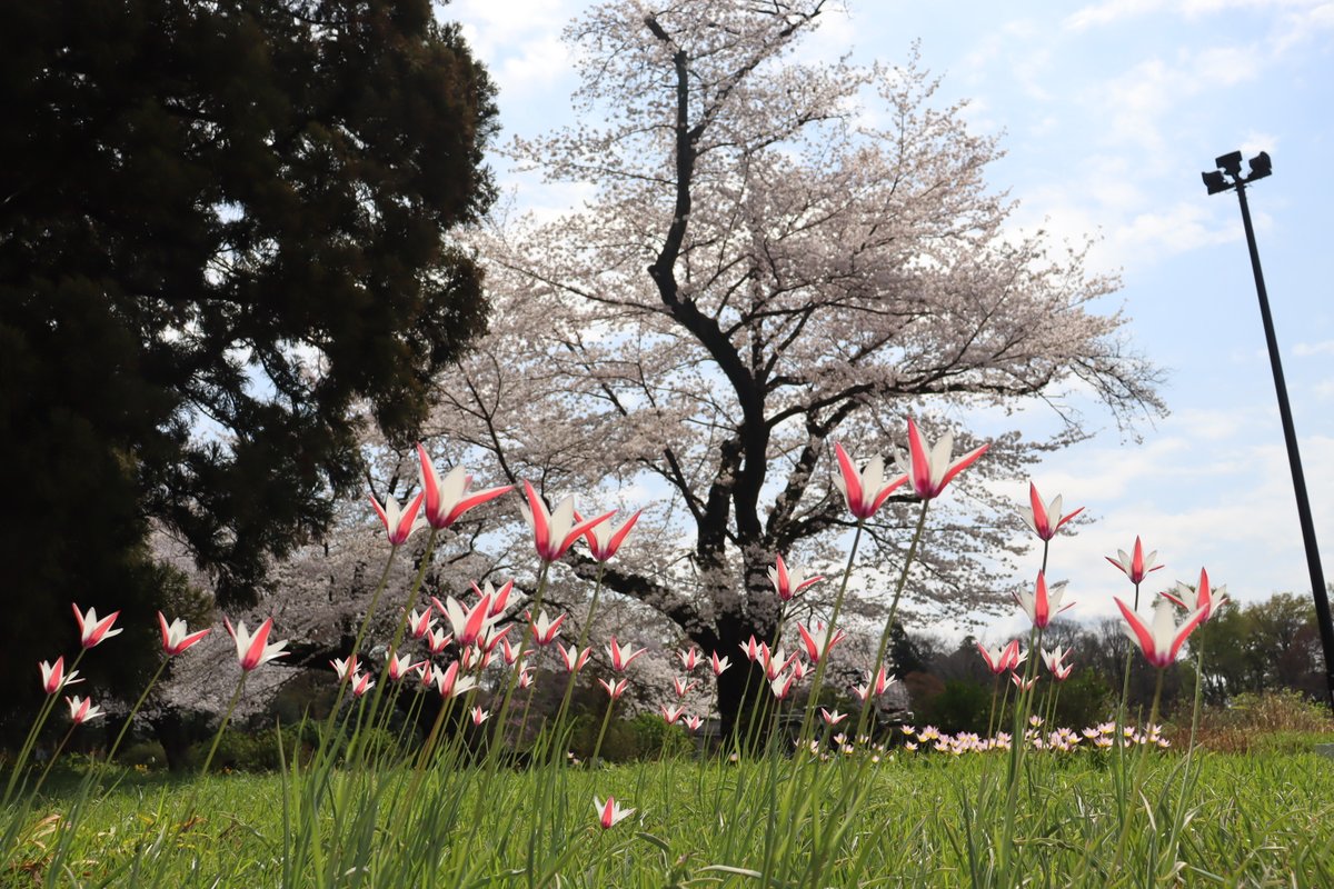 ばら園北側サクラ並木沿いの花壇に原種系のチューリップが開花中です