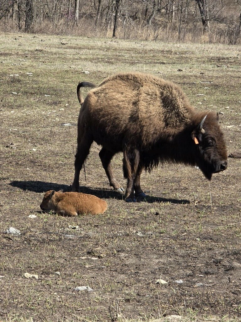 First bison calf of Spring!
