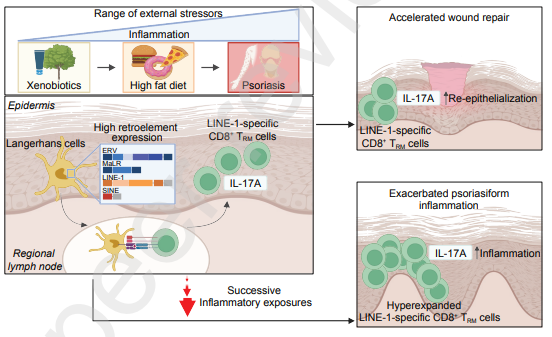 Waggoner Lab (@labwaggoner) on Twitter photo Retroelement-specific tissue resident T cells control tissue resilience and predisposition to inflammation
papers.ssrn.com/sol3/papers.cf…
<a href="/BelkaidLab/">Belkaid Lab</a> <a href="/alexwellsies/">Alex Wells</a> Retroelement-specific tissue resident T cells control tissue resilience and predisposition to inflammation
papers.ssrn.com/sol3/papers.cf…
<a href="/BelkaidLab/">Belkaid Lab</a> <a href="/alexwellsies/">Alex Wells</a>