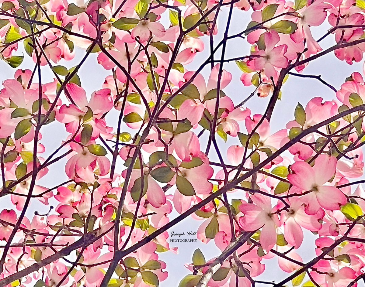JosephHill3794's tweet image. Spring Sky🌸 
Photo By: Joseph Hill🙂📸🌸

#SpringSky🌸 #sky #tree #springtree #dogwoods #flowers #beautiful #peaceful #nature #daylight #spring #springtime #SpringVibes #springphotography #SouthernPinesNC #April