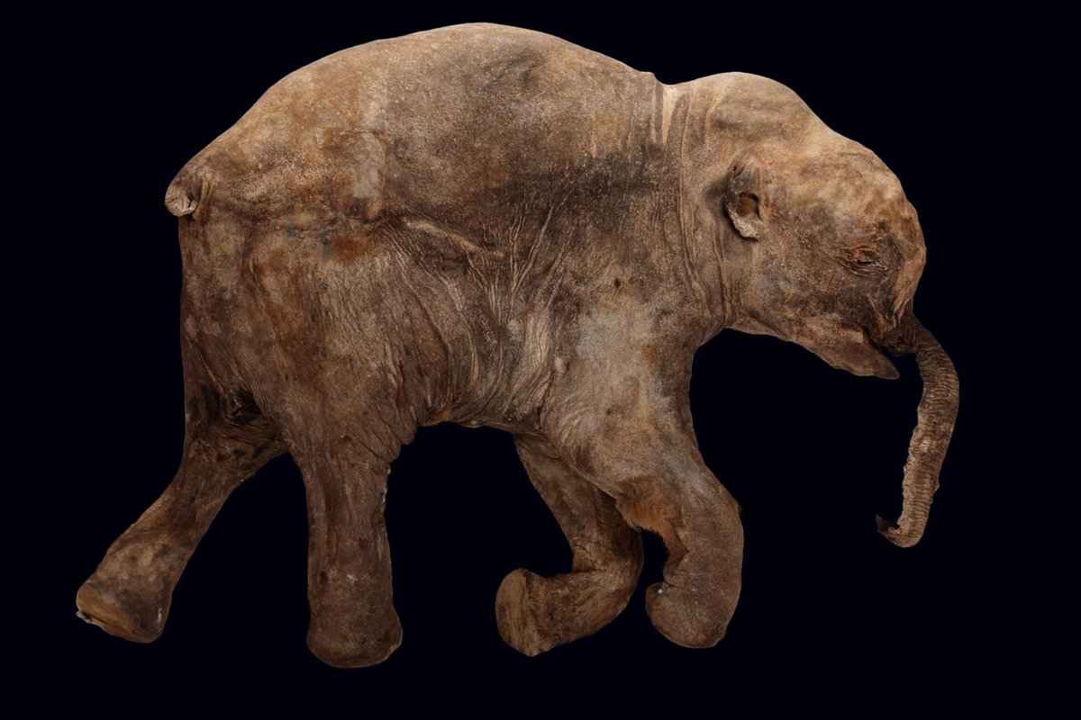 MarioNawfal's tweet image. HOW TO MAKE A BABY WOOLLY MAMMOTH

To bring back a woolly mammoth, scientists begin with frozen mammoth remains found in Siberia. 

From these ancient bones and tissue, they sequence the mammoth's genome—its full set of DNA instructions.

Since a woolly mammoth’s DNA is 99% the…