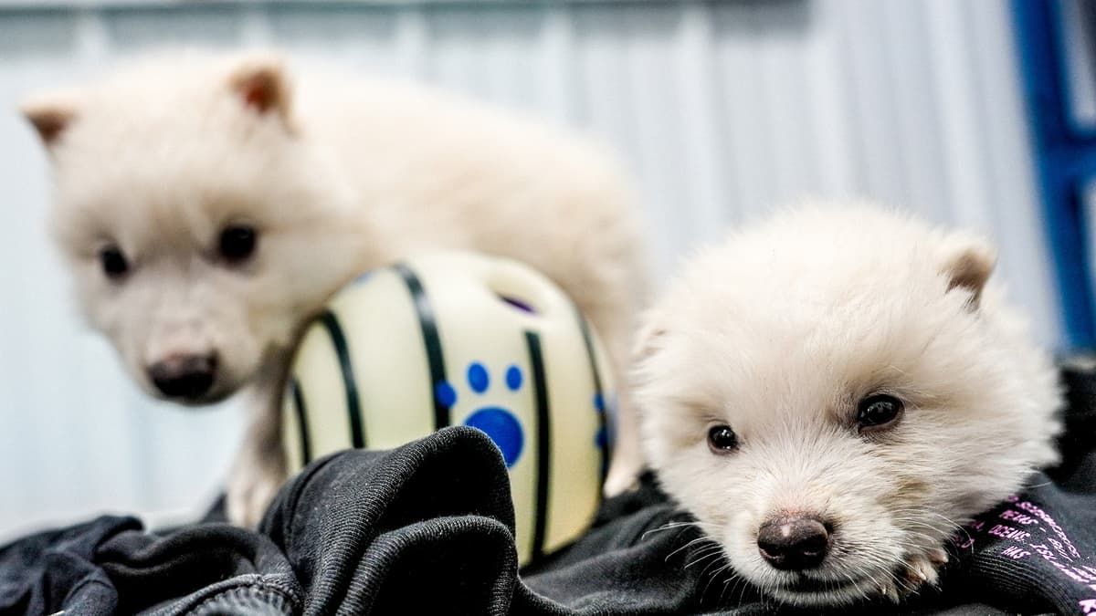 nwtls's tweet image. The only de-extinction company in the world announced today that 12,500 years after it last roamed the earth, the dire wolf is no longer extinct.

newatlas.com/biology/theres…
#DeExtinctionRevolution #BackFromExtinction #ColossalBiosciences #DireWolfReborn