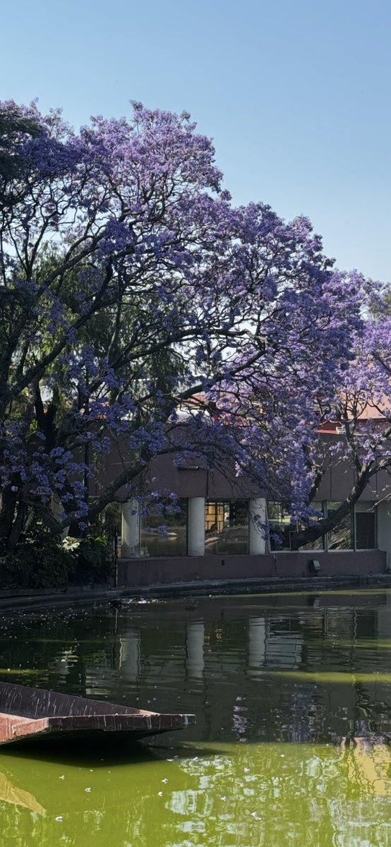 Las Jacarandas de Chapultepec ⁦<a href="/RicardoBSalinas/">Don Ricardo Salinas Pliego</a>⁩ La belleza en CDMX