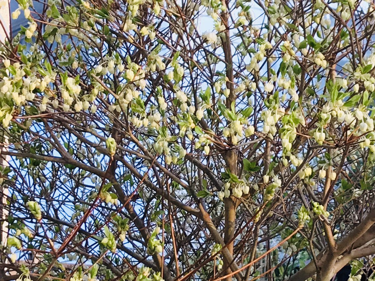 妙子 ルーサー tweet media