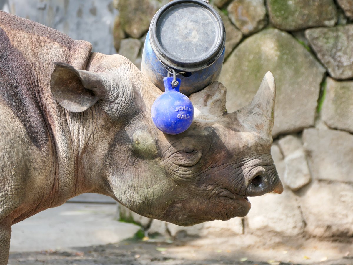 UenoZooGardens's tweet image. おはようございます。
今朝の動物たちの様子をお届けします。

#ヒガシクロサイ
#朝の上野動物園