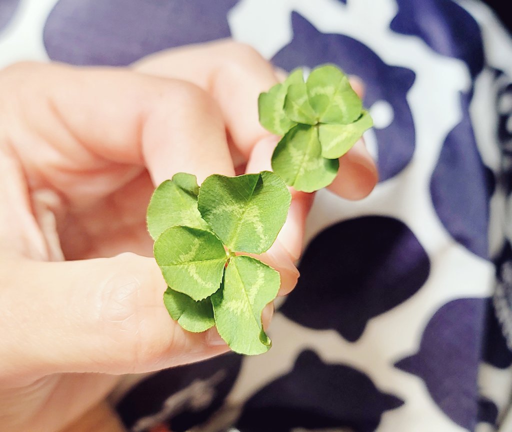 チビの送迎帰りに𝟱つ葉見つけたぜ〜🍀︎ 

さて。
仕事して来るわ😑