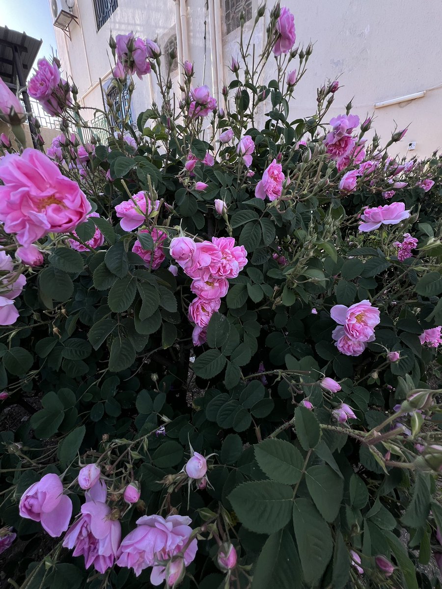 fh080's tweet photo. نسمة هواء (وردي) .. 
عبَرَتْ بعطرها أرجاء القلوب (الدّافئة)
عاشقة الجَمال الفاتن .. لِتُعبِّر عن مكنونها بأحاسيس فيَّاضة … وتتلذّذ بها لتستقرّ بها مبتهجةً ..! 
وكأنها تُردّد :
العطر عطري …. والرّبيع جَمَالي !
هكذا .. أنتِ ..
دائمًا …… متوهّجة .. يا #الهدا
#الطائف 🇸🇦 https://t.co/VjQ73M1Ef4