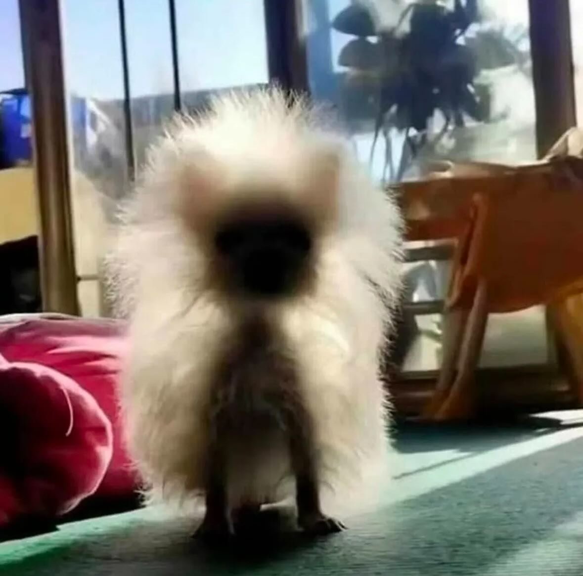 포메라니안의 실체