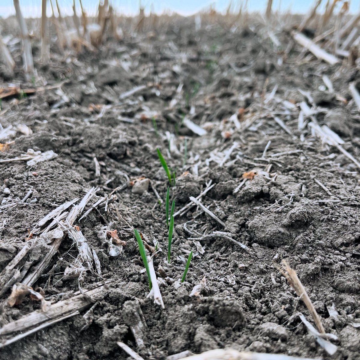 January seeded spring wheat is up! #ultraearlyseeding