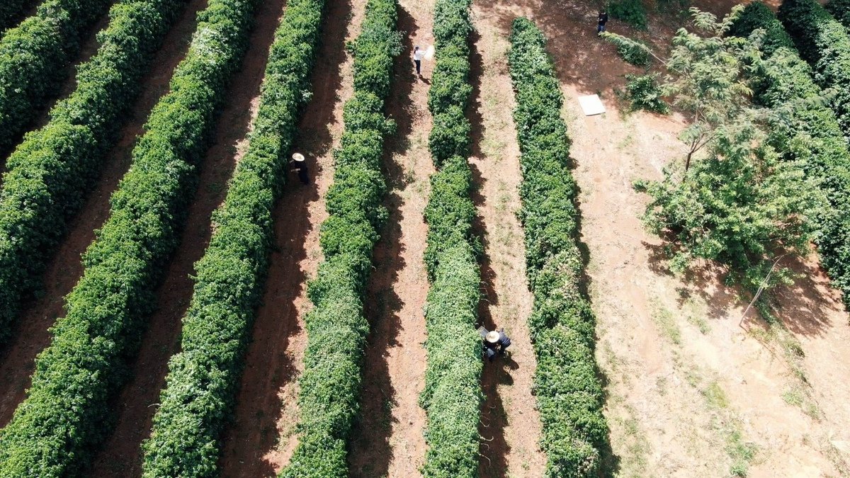 Last batch of samplings in regenerative coffee in the Cerrado Mineiro ☕🌱