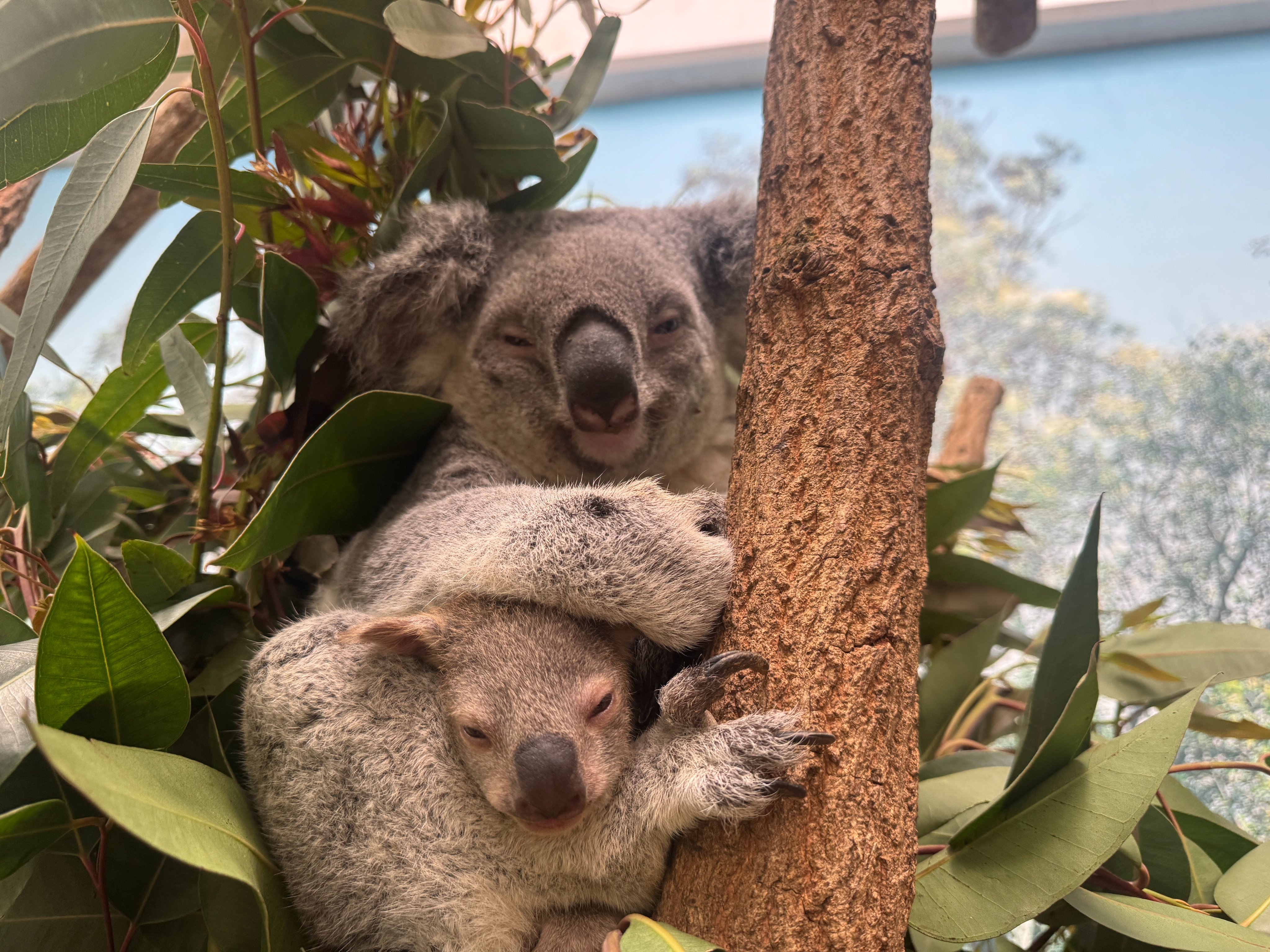 鹿児島市平川動物公園 on X: 鹿児島市平川動物公園 on X: