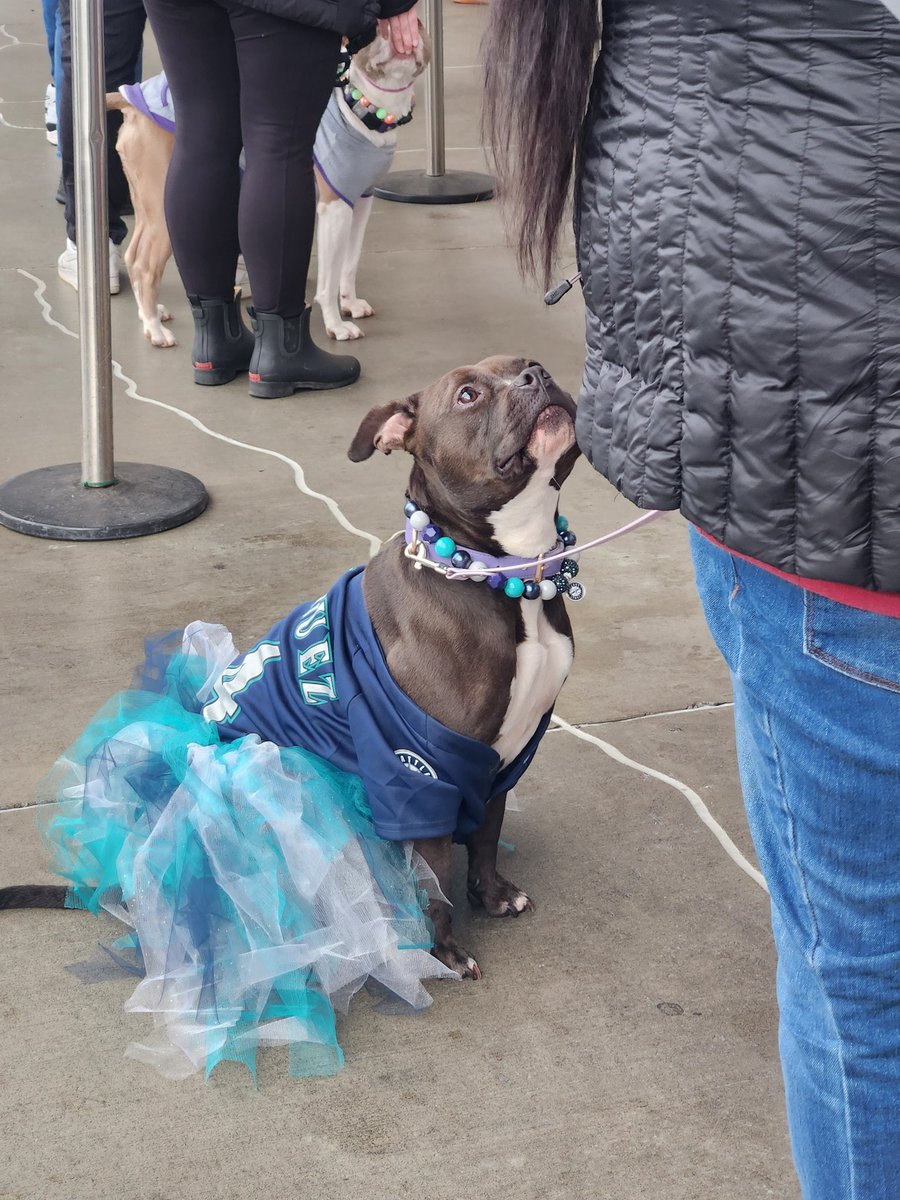shakeitupbabyy's tweet photo. This sweet girl was LOCKED in and patiently waiting for her human to feed her a delicious hotdog. Adele is a BATP seasoned vet and even put her outfit together today.  Everyone tell Adele how beautiful she looks (because I did 100000 times) https://t.co/RW16kMMTwc