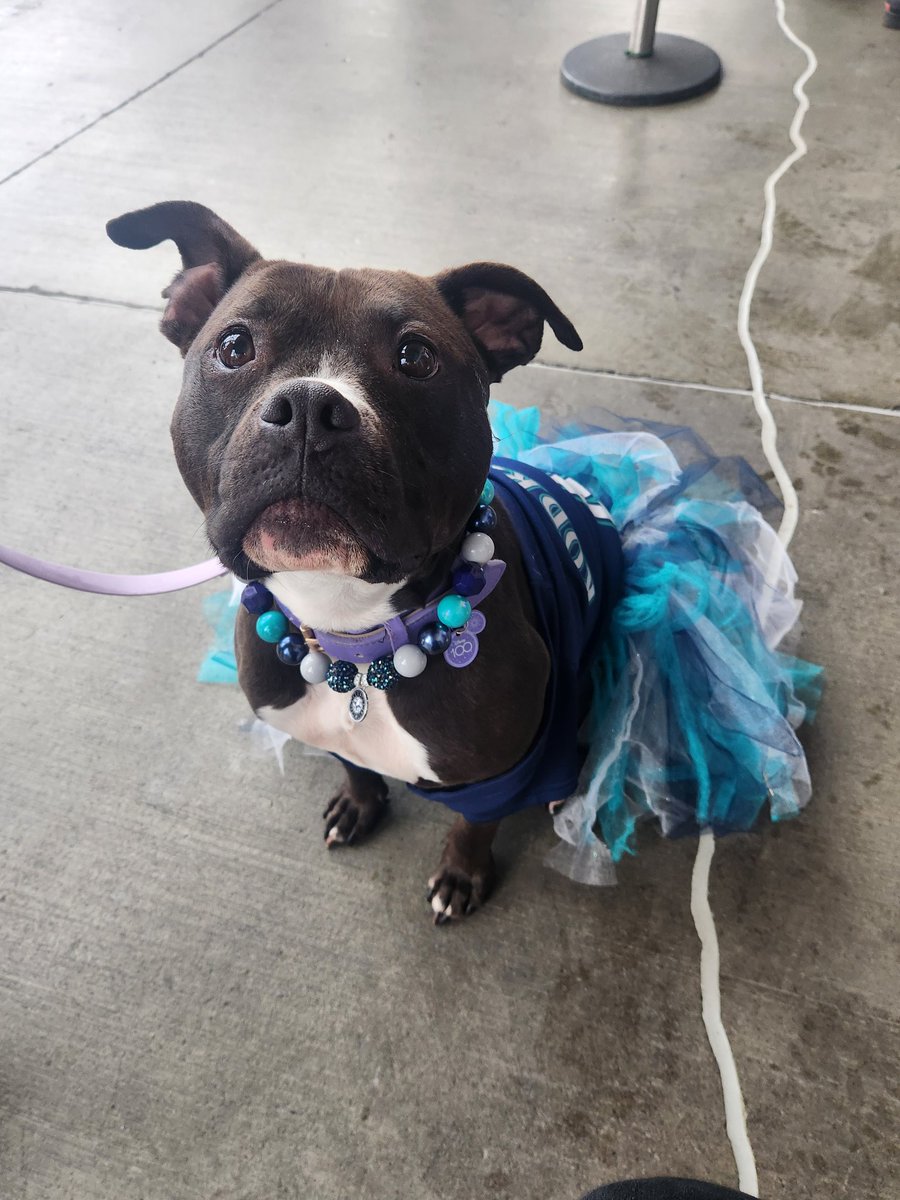 This sweet girl was LOCKED in and patiently waiting for her human to feed her a delicious hotdog. Adele is a BATP seasoned vet and even put her outfit together today.  Everyone tell Adele how beautiful she looks (because I did 100000 times)