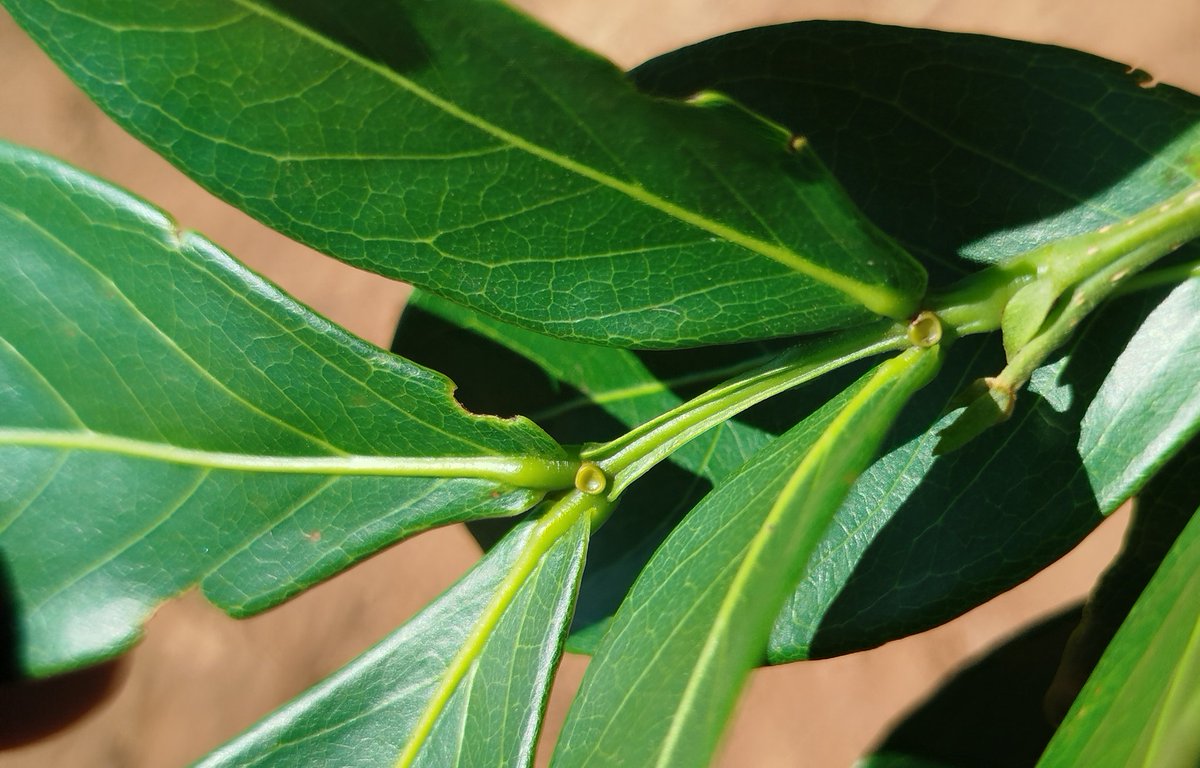 Extrafloral nectaries in Inga spp. tree 🌱