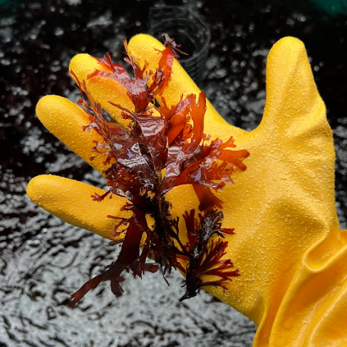 Alaska EPSCoR (@alaskaepscor) on Twitter photo 🌱 Interface of Change Seed Awards now open! 🌱
Funding available for research, student research, education, & broadening participation projects expanding upon Interface of Change goals.
🗓 Apply by 5 PM AKDT, May 30, 2025.
Info: alaska.edu/epscor/opportu… 🌱 Interface of Change Seed Awards now open! 🌱
Funding available for research, student research, education, & broadening participation projects expanding upon Interface of Change goals.
🗓 Apply by 5 PM AKDT, May 30, 2025.
Info: alaska.edu/epscor/opportu…
