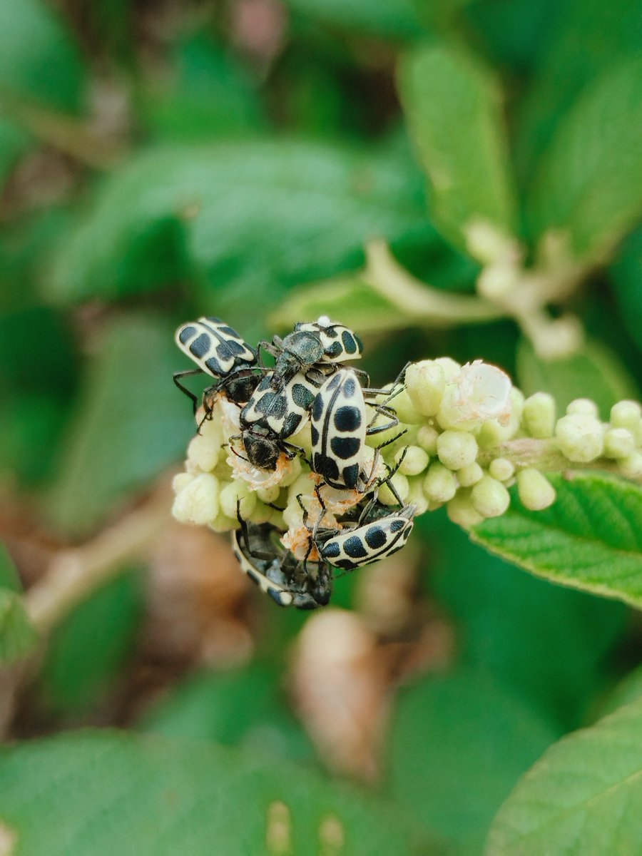 they love some tropical black sage ✨