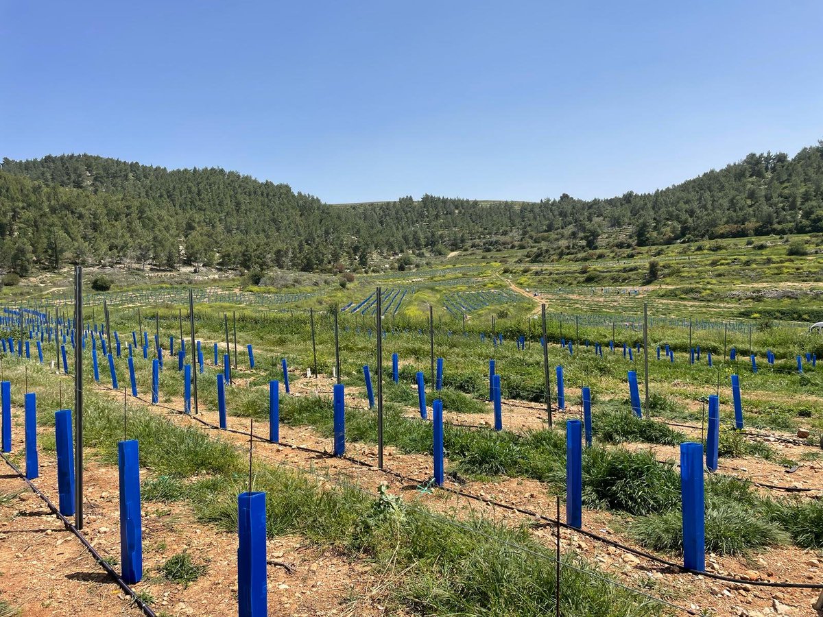 MantisMaterials's tweet image. Thank you for the feedback from our customer! 🙏🙏👏👏#Vineguard #treeguard #plasticprotector