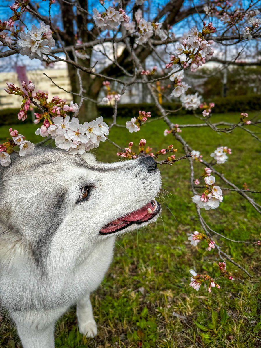 春を嗅ぐハスキー犬🐺