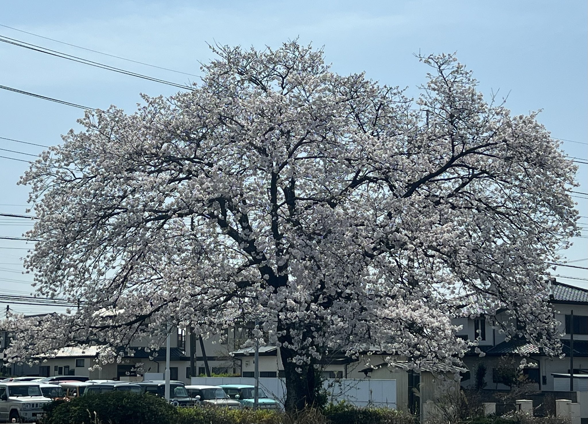 桜❀　1010 零れ桜/Fallen Cherry Blossom 【SynthV Studio PRO x Touhou