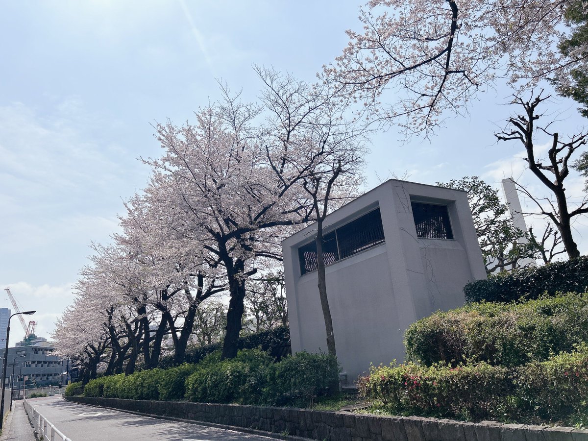 haru30_ikuya03's tweet image. ばっさり剪定された時にはもう見れないかと思ったけど満開でお花もいっぱいついてる🌸

#Free
#FreeTYM
#Free聖地巡り