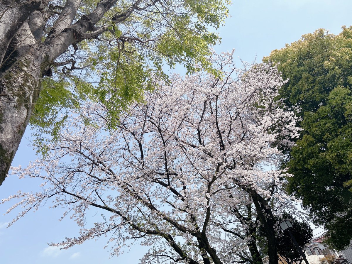 haru30_ikuya03's tweet image. 公園きたら保育園児がいっぱいだから後でまたこよう😌隣のマンションなくなって数年…毎年少しずつ風景が変わっていく…

#Free
#FreeTYM
#Free聖地巡り