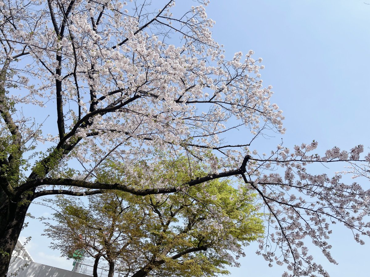 haru30_ikuya03's tweet image. 公園きたら保育園児がいっぱいだから後でまたこよう😌隣のマンションなくなって数年…毎年少しずつ風景が変わっていく…

#Free
#FreeTYM
#Free聖地巡り