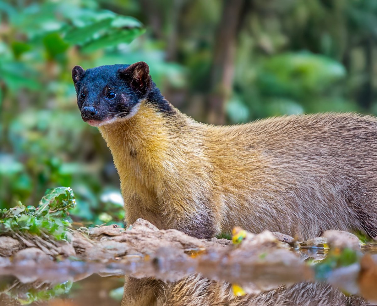 devasar's tweet image. A flash of gold and black in Bhowali’s oak forests — the Yellow-throated Marten. Diurnal, fearless, and folklore-wrapped, it’s Asia’s largest marten and a forest guardian in hill belief. A sign of sharp instincts and good luck.
#enchantedindia #wildlifephotography #nikimages