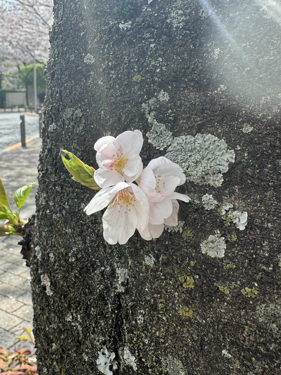 出勤中に見つけました🌸
かわいい💕

今日寂しいし仕事忙しすぎるから、19時過ぎくらいから募集します！

・都内横浜川崎あたり
・ゴ○あり
・今日の気分は年上お兄さん！
・朝までコース

リプといいねで教えてください！
DM多過ぎて見れないです🙏