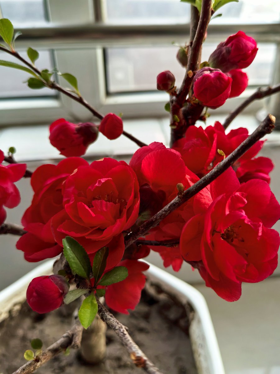 li3665's tweet image. 韭菜变成投资者的入场券 #1Please
转换身份当庄家
#1Piece
 (OnePiece)总供应量:1000亿
主网: BNB链
类型:模因
1.LP股息:购买时为2.5%，出售时为2.5%。
2.利润税:5%。其中，2.5%将发送到黑洞，2.5%将用于LP股息

联合做庄 $ 随进随出

0xf263cc32caed261a819713f3dcc494a96c3e5111