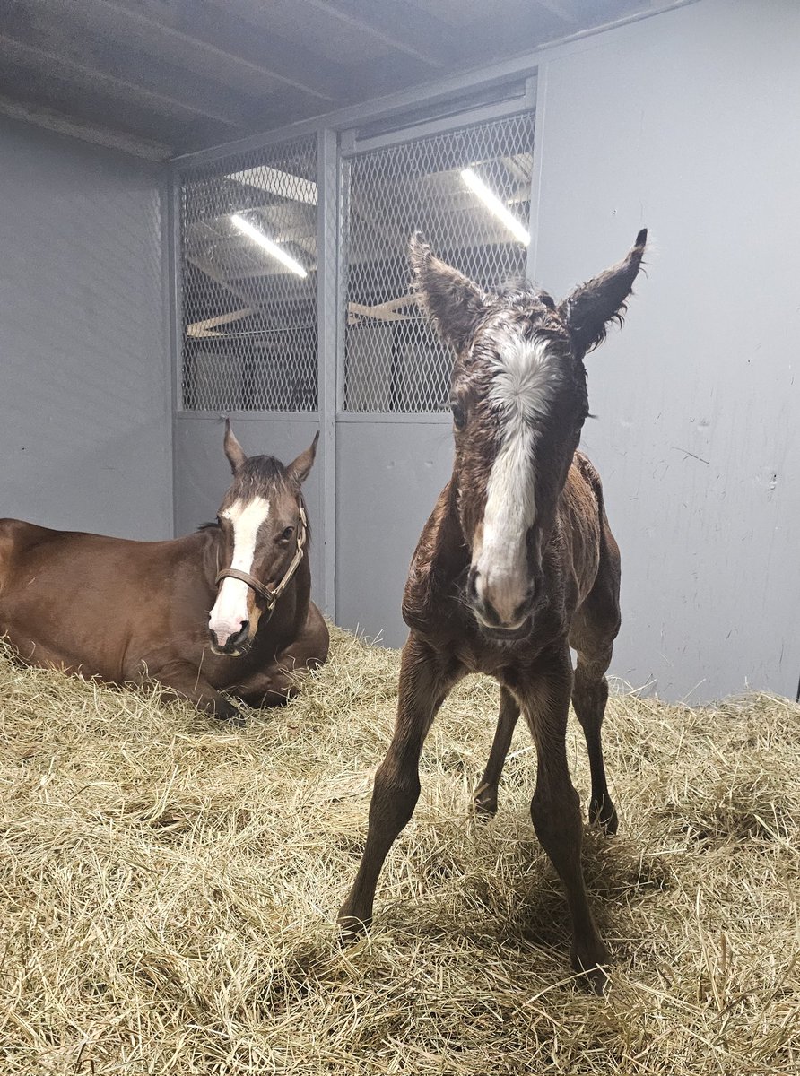 Endeavor Farm KY (@endeavorfarmky) on Twitter photo A P Lucky could not hold in this giant, flashy colt by Practical Joke a day longer! Congratulations to Wolverton Mountain Farm on the outstanding new addition! <a href="/coolmoreamerica/">Coolmore America</a> #foalsof2025 #thoroughbred #overduebaby #mondaymotivation #practicaljoke A P Lucky could not hold in this giant, flashy colt by Practical Joke a day longer! Congratulations to Wolverton Mountain Farm on the outstanding new addition! <a href="/coolmoreamerica/">Coolmore America</a> #foalsof2025 #thoroughbred #overduebaby #mondaymotivation #practicaljoke