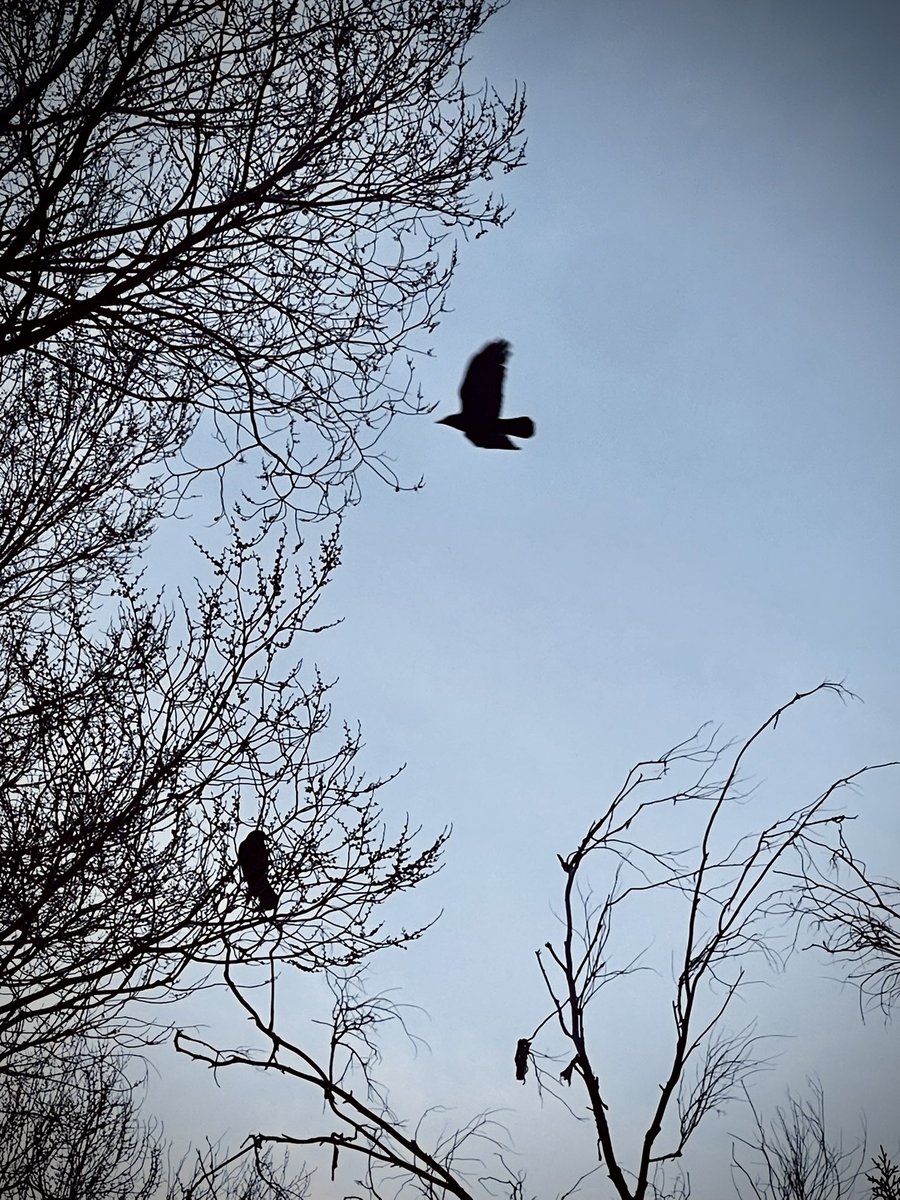 Shots from the yard.